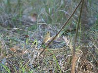 Phylloscopus sibilatrix, Wood Warbler
