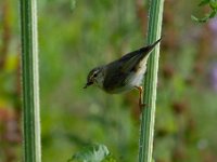 Phylloscopus trochilus 44, Fitis, Saxifraga-Luuk Vermeer