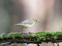 Phylloscopus trochilus 55, Fitis, Saxifraga-Luuk Vermeer