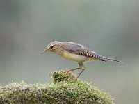 Phylloscopus trochilus 59, Fitis, Saxifraga-Luuk Vermeer