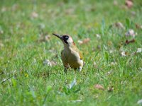 Picus viridis 27, Groene specht, Saxifraga-Luuk Vermeer