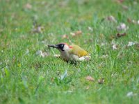 Picus viridis 29, Groene specht, Saxifraga-Luuk Vermeer