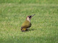 Picus viridis 32, Groene specht, Saxifraga-Luuk Vermeer