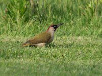 Picus viridis 36, Groene specht, Saxifraga-Luuk Vermeer