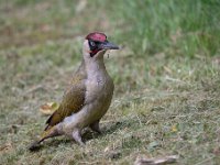 Picus viridis 42, Groene specht, Saxifraga-Luuk Vermeer