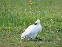 Platalea leucorodia 201, Lepelaar, Saxifraga-Tom Heijnen