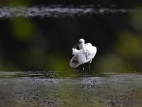 Platalea leucorodia 78, Lepelaar, Saxifraga-Luuk Vermeer