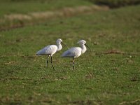 Platalea leucorodia 79, Lepelaar, Saxifraga-Luuk Vermeer