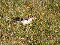 Plectrophenax nivalis 32, Sneeuwgors, Saxifraga-Bart Vastenhouw.jpg