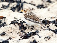 Plectrophenax nivalis 60, Sneeuwgors, Saxifrga-Bart Vastenhouw