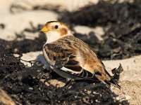 Plectrophenax nivalis 72, Sneeuwgors, Saxifraga-Bart Vastenhouw