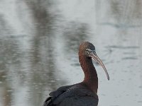 Plegadis falcinellus 1, Zwarte ibis, Saxifraga-Luc Hoogenstein