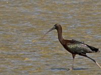 Plegadis falcinellus 10, Zwarte ibis, Saxifraga-Jan van der Straaten