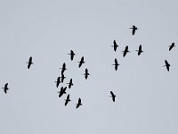 Plegadis falcinellus 13, Zwarte ibis, Saxifraga-Bart Vastenhouw