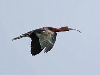Plegadis falcinellus 14, Zwarte ibis, Saxifraga-Bart Vastenhouw