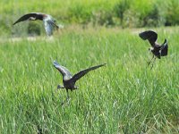 Plegadis falcinellus 16, Zwarte ibis, Saxifraga-Dirk Hilbers
