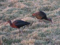 Plegadis falcinellus 22, Zwarte Ibis, Saxifraga-Henk Sierdsema