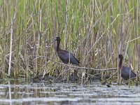 Plegadis falcinellus 26, Zwarte ibis, Saxifraga-Tom Heijnen