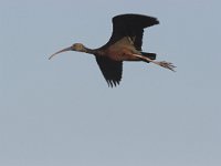 Plegadis falcinellus 6, Zwarte ibis, Saxifraga-Luc Hoogenstein