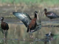 Plegadis falcinellus 7, Zwarte ibis, Saxifraga-Arie de Knijff