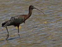 Plegadis falcinellus 8, Zwarte ibis, Saxifraga-Jan van der Straaten