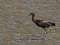 Plegadis falcinellus 9, Zwarte ibis, Saxifraga-Jan van der Straaten