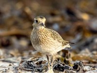 Pluvialis apricaria 28, Goudplevier, Saxifraga-Bart Vastenhouw