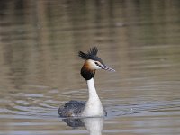 Podiceps cristatus 101, Fuut, Saxifraga-Luuk Vermeer