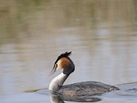 Podiceps cristatus 103, Fuut, Saxifraga-Luuk Vermeer