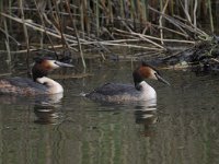 Podiceps cristatus 107, Fuut, Saxifraga-Luuk Vermeer