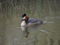 Podiceps cristatus 112, Fuut, Saxifraga-Luuk Vermeer