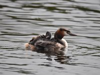 Podiceps cristatus 113, Fuut, Saxifraga-Luuk Vermeer