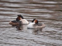 Podiceps cristatus 124, Fuut, Saxifraga-Luuk Vermeer