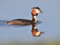 Podiceps cristatus 126, Fuut, Saxifraga-Luuk Vermeer