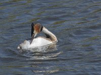 Podiceps cristatus 136, Fuut, Saxifraga-Willem van Kruijsbergen