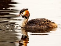 Podiceps cristatus 142, Fuut, Saxifraga=Bart Vastenhouw