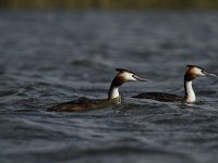 Podiceps cristatus 53, Fuut, Saxifraga-Dirk Hilbers