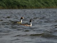 Podiceps cristatus 57, Fuut, Saxifraga-Dirk Hilbers