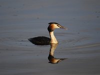 Podiceps cristatus 78, Fuut, Saxifraga-Luuk Vermeer