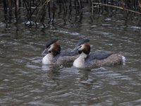 Podiceps cristatus 79, Fuut, Saxifraga-Luuk Vermeer