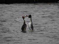 Podiceps cristatus 81, Fuut, Saxifraga-Luuk Vermeer