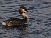 Podiceps cristatus 82, Fuut, Saxifraga-Luuk Vermeer