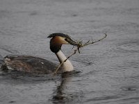 Podiceps cristatus 86, Fuut, Saxifraga-Luuk Vermeer