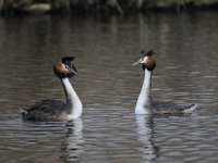 Podiceps cristatus 92, Fuut, Saxifraga-Luuk Vermeer