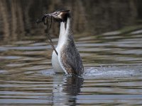 Podiceps cristatus 97, Fuut, Saxifraga-Luuk Vermeer