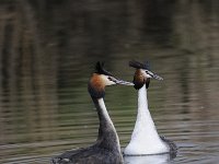 Podiceps cristatus 99, Fuut, Saxifraga-Luuk Vermeer