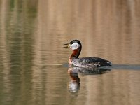 Podiceps grisegena 7, Roodhalsfuut, Saxifraga-Tom Heijnen