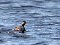 Podiceps nigricollis 32, Geoorde fuut, Saxifraga-Hans Dekker