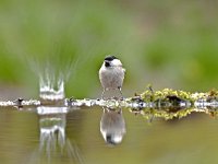 Poecile montanus 11, Matkop, Saxifraga-Luuk Vermeer