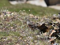 Prunella collaris 11, Alpenheggenmus, Saxifraga-Luuk Vermeer